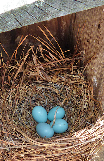 One more egg added since last week at the Butterfly House (6/16/15).