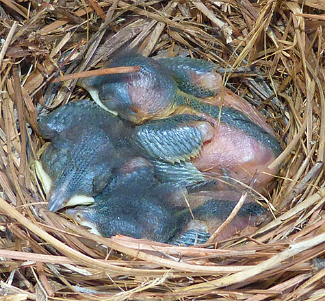 No more than six days old, these bluebirds are fast asleep (6/30/15).