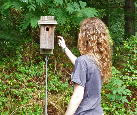 Amanda makes noise and taps on the side of the nest box before opening so as not to startle any occupants (Sailboat Pond - 6/9/15).