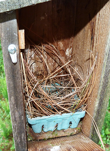 A work in progress at the Bungee nest box (6/3/15).