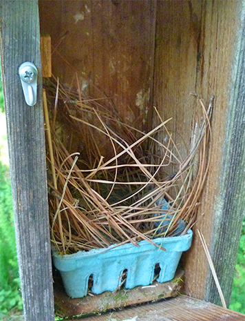 This nest has been untouched for four or more weeks (Bungee - 6/23/15).