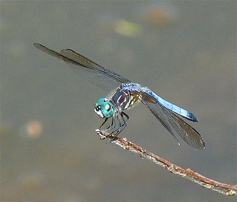 A male blue dasher.