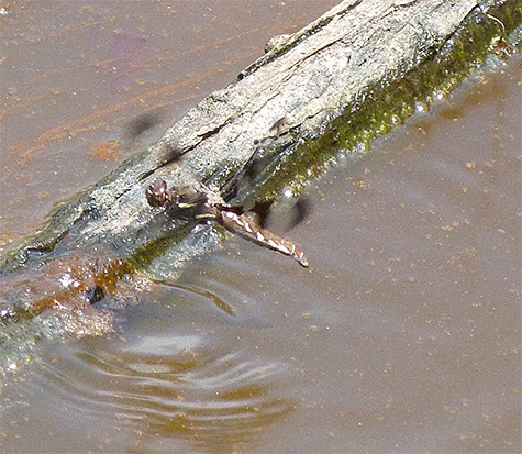 Rising back up to ready more eggs for delivery into the water.