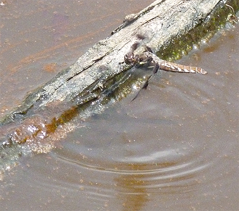 Hovering above the water's surface.