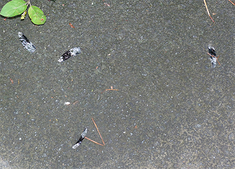 Four wings are all that remain of a common whitetail.