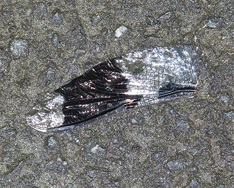 A closer look at one of the wings.
