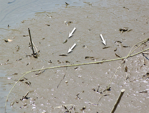 The arrows point to three crawling creatures on the mud. There are over a dozen in this photo.