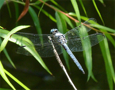 Male great blue skimmer.