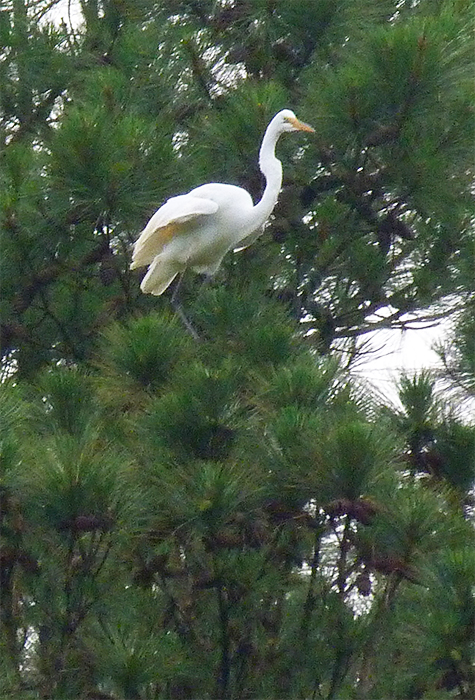 A brief look was all this egret could give us.
