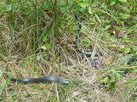 Snake in the grass.