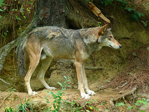 Still a few remnants tuffs of the long winter coat on our male red wolf.