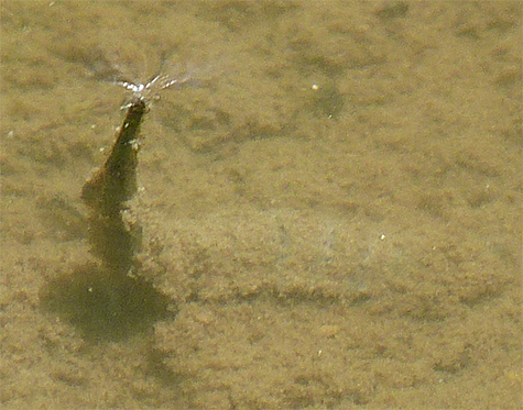 Closer look at one of the larvae.