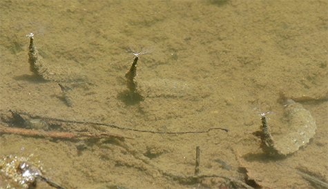 Three soldier flies with their breathing apparatus connecting them to the air above.