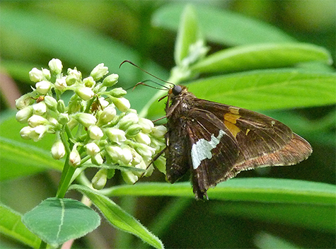 Silver-spotted skipper on dogbane.