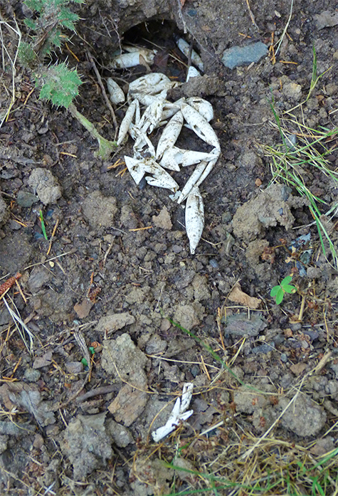 Turtle nest dug up and eggs eaten by raccoon.