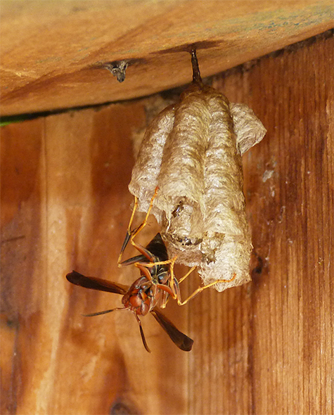 The paper wasp taking advantage of an otherwise empty nest box at the Sailboat Pond (7/21/15).