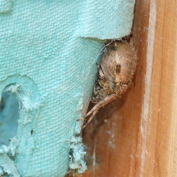 An orb weaver at the Picnic Dome nest box (7/14/15).