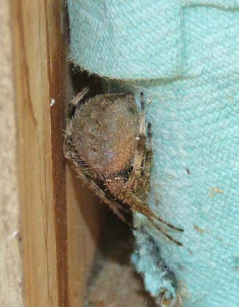 A close view of the spider tucked away for the day.