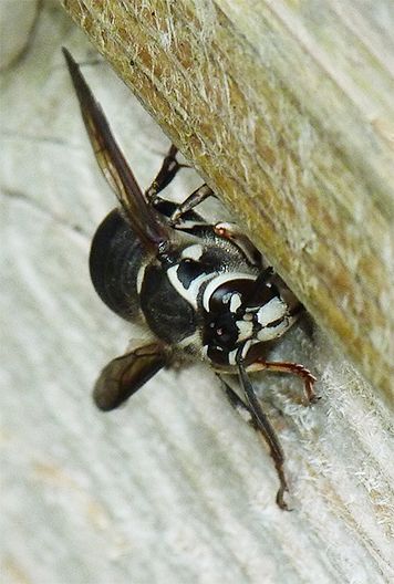 What is this insect doing?