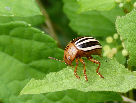 Side view of false potato beetle.