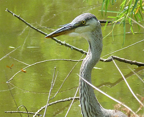 A young heron has taken up residence in our Wetlands.