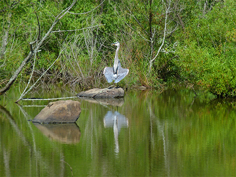 Great blue heron sunning.