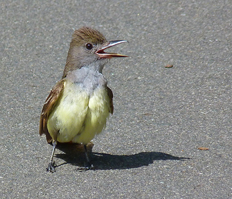 On the ground chasing flies.