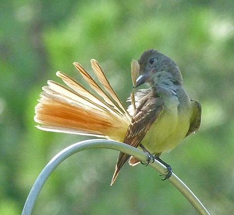 Tending to the tail feathers.