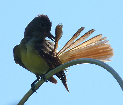 A great-crested flycatcher preening.