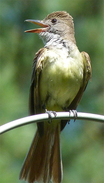Perched on a tell-tale pole.