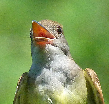 A wide gape makes for easier on-the-fly insect capture.