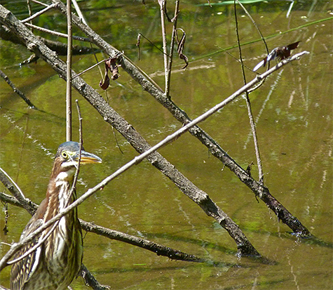 The object of this heron's attention is the dragonfly at the tip of the twig (top right).