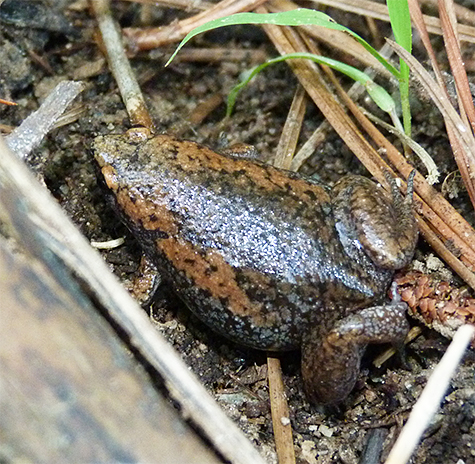 narrowmouth toad.