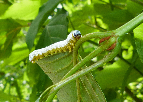There are more than five pair of prolegs visible.