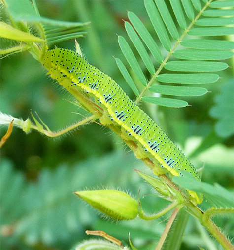 The caterpillars may also have black and blue marking on their sides.