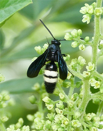 Here's a closer view of the scoliid wasp.