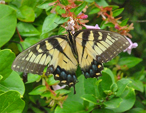 Eastern tiger swallowtail (female).