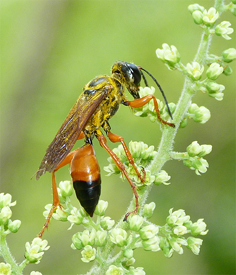 Pollen covers the thorax of this great golden digger wasp.