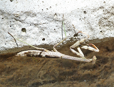 The local mantid, Carolina mantid.