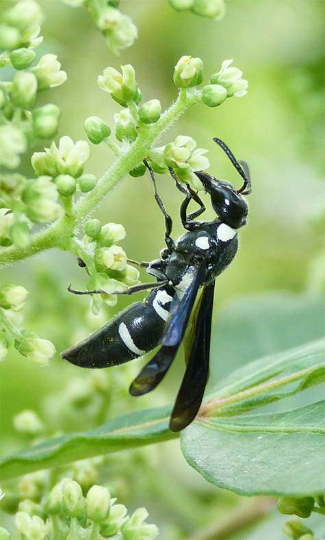 Psuedodynerus quadrisectus, a mason wasp.