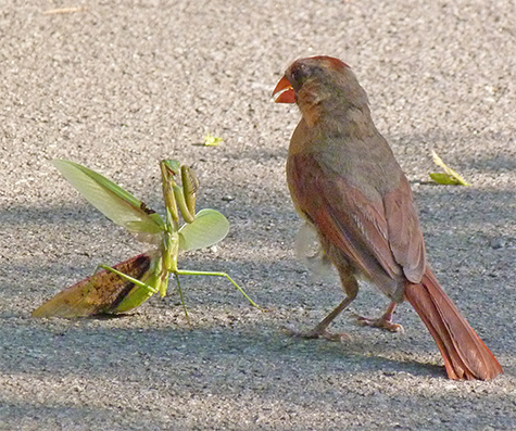 The mantid standing its ground against the female cardinal.