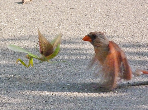 Shuffling for position.