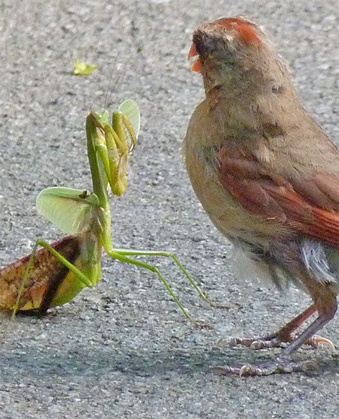 The mantis was not going down easily.