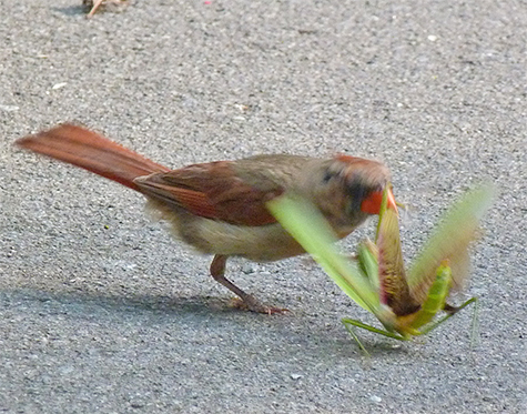 The cardinal pecked at the mantis repeatedly.
