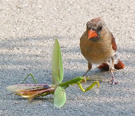 Mortally wounded, the mantis made an effort to get up for one last go.