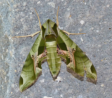 Pandorus sphinx moth.