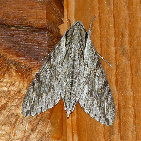 Plebeian sphinx moth.
