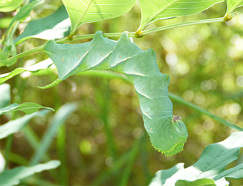 Rustic sphinx caterpillar.