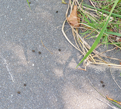 Frass on the path (dark spots).