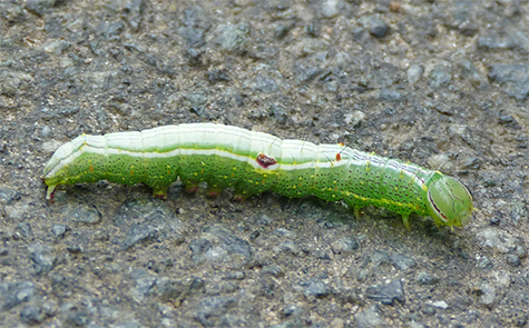 A variable oakleaf prominent.